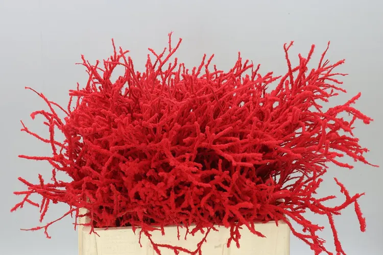 Vac Huck Flocked Red