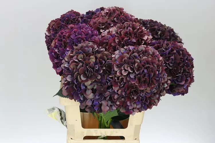 Hyd Ruby Aubergine Classic 65 cm
