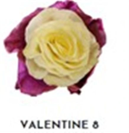 Ruža farbená Valentine 8, Ekvádor 50 cm