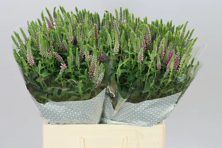 Veronica / Veronicastrum (hlavný sklad)