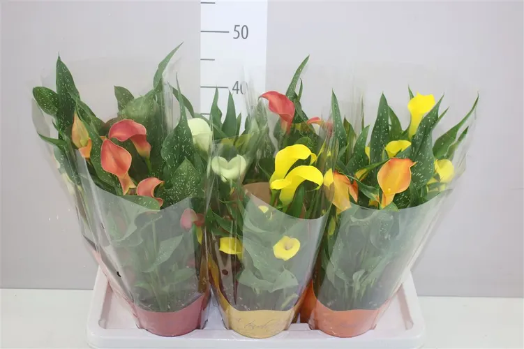 Zant Gemengd Potcover črepník 14 cm