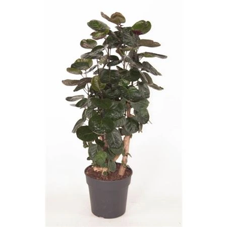 Polyscias Fabian Vertakt P27 črepník 27 cm