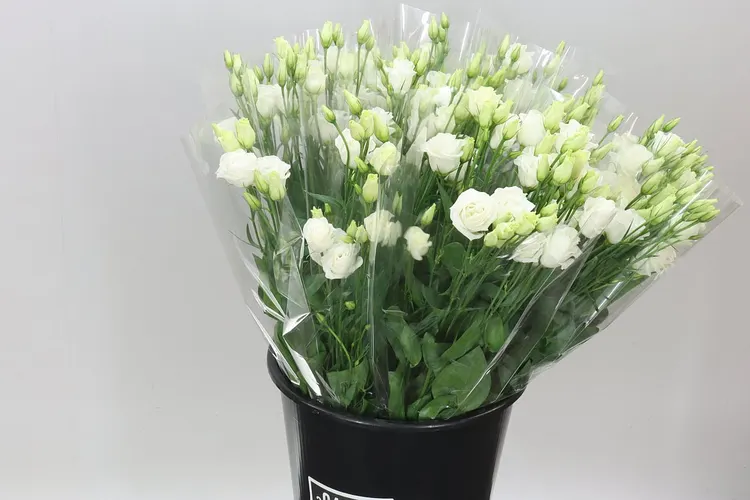 Mono Lisianthus Wit X5 60 cm