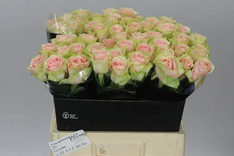 Rosa Gr Frutetto 60 cm