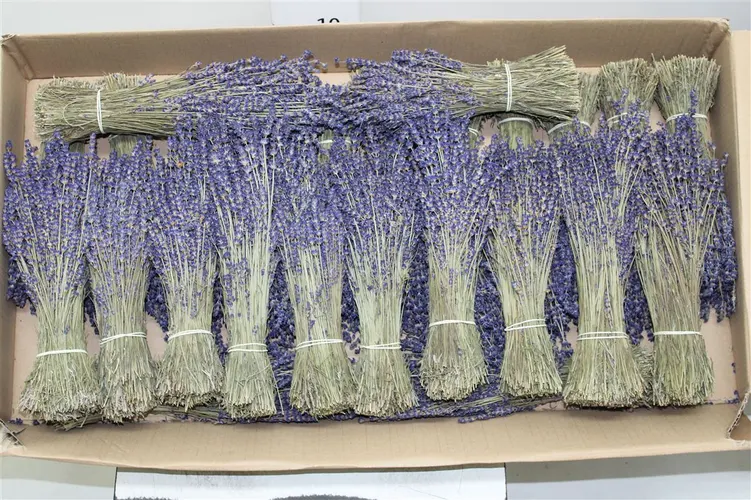 Dried Lavendel Bos 50 cm
