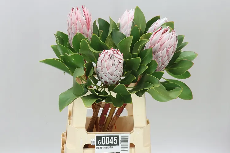 Protea Cynaroides 60 cm