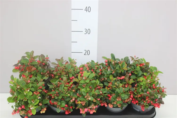 Gaultheria Pro Big Berry črepník 12 cm