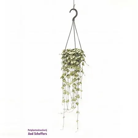 Ceropegia Woodii Hang črepník 14 cm