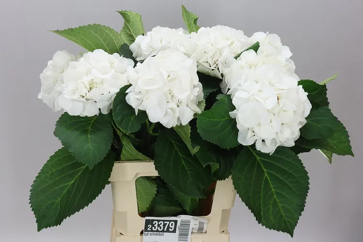 Hortenzia Schneeball 65 cm