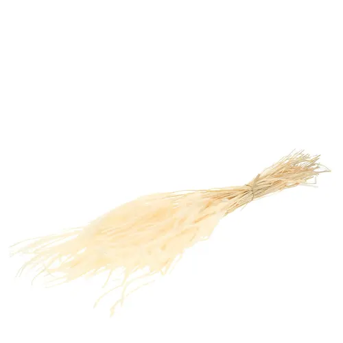 Sušený kvet Ouro 50 cm