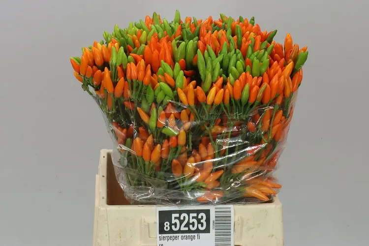 Okrasná paprika Orange Fire 45 cm