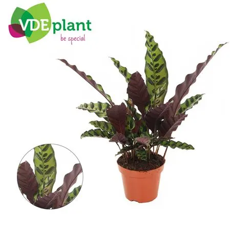 Calathea Insignis 12cm črepník 12 cm