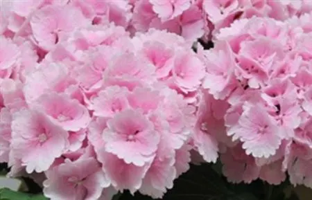 Hyd Lolly Pop Pink Pale 50 cm