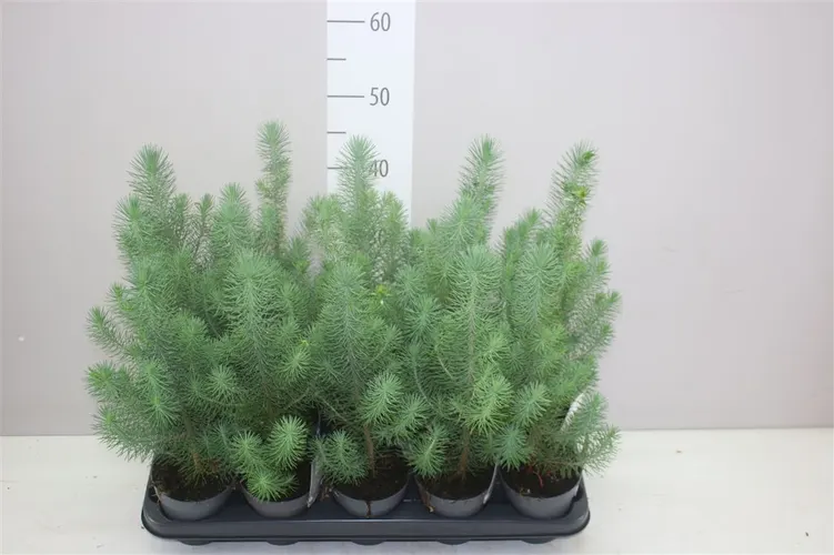 Pinus Silver Crest črepník 10,5 cm