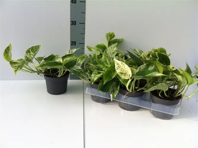 Epipremnum Marble Queen črepník 12 cm