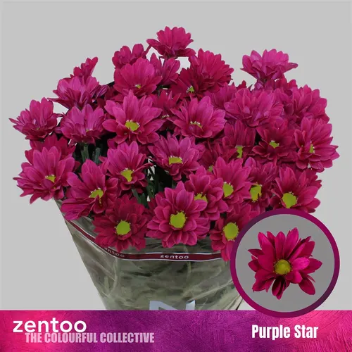 Chr T Purple Star 70 cm