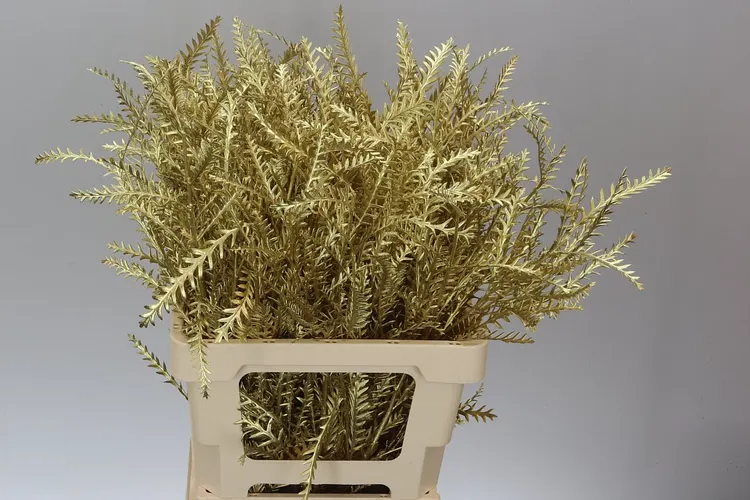 Ivanhoe Gold 60 cm