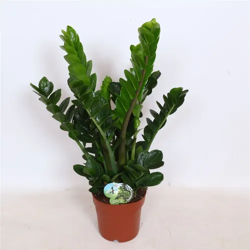 Zamioculcas 8+ črepník 19 cm