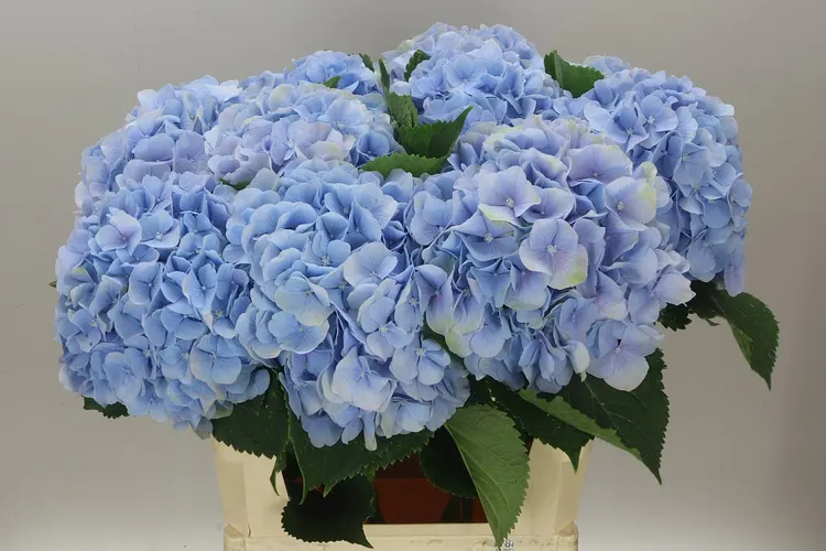 Hyd Verena Blue Pale 80 cm