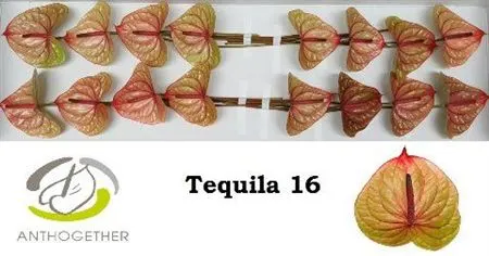 Anth Tequila