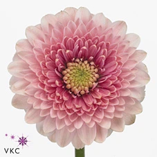 Germini Pomponi Tracey 45 cm