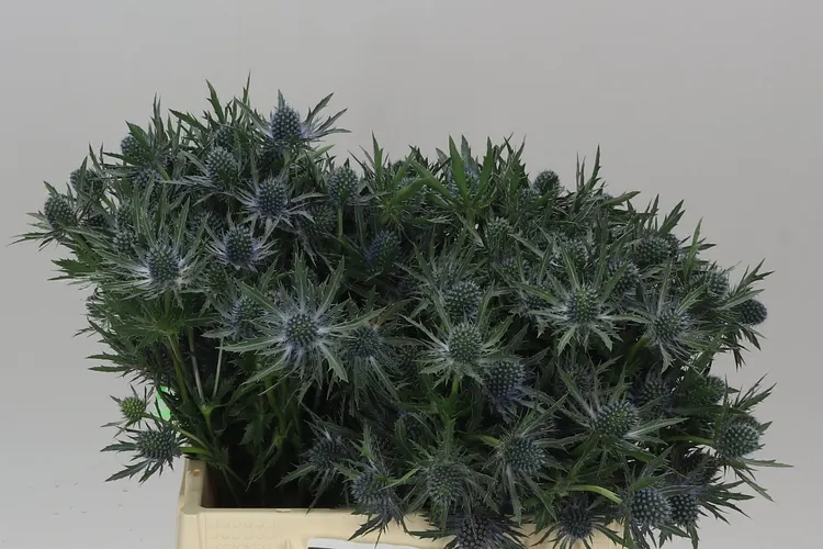 Eryngium Orion 40 cm