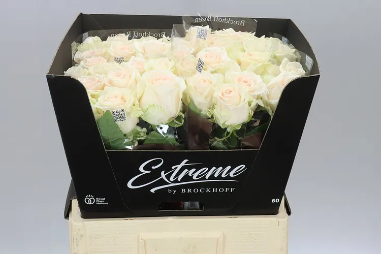 Rosa Gr Sweet Caroline Extreme 60 cm