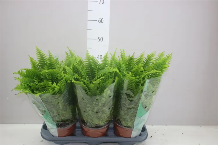 Nephrolepis Green Moment črepník 17 cm