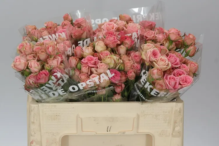 Rosa Tr Pepita 50 cm