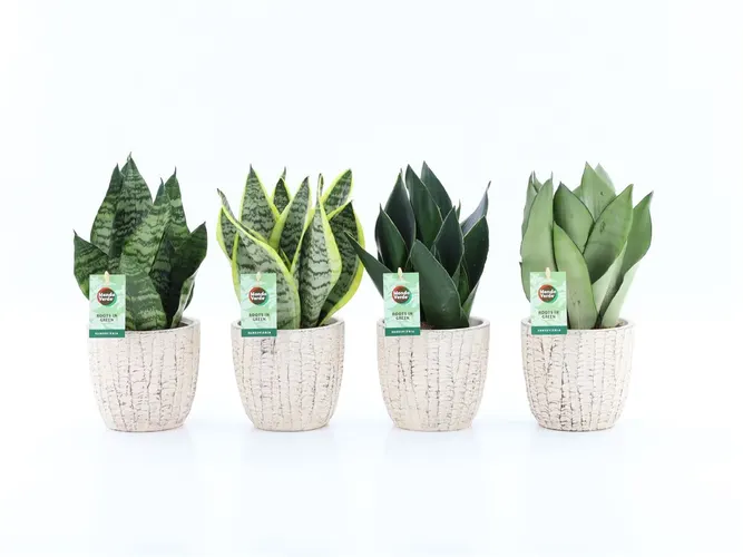Sansevieria Mix In Sculpture Keramiek črepník 13 cm