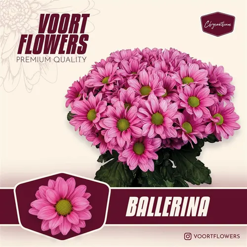 Chr T Ballerina 70 cm