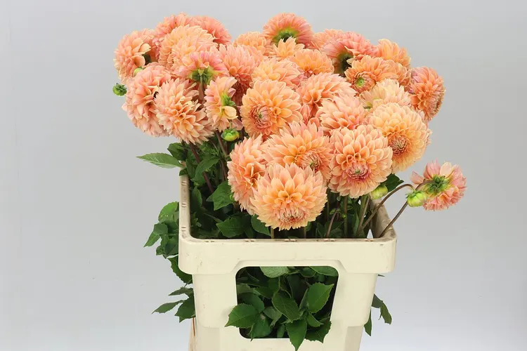 Dahlia Mandarin Baby 60 cm