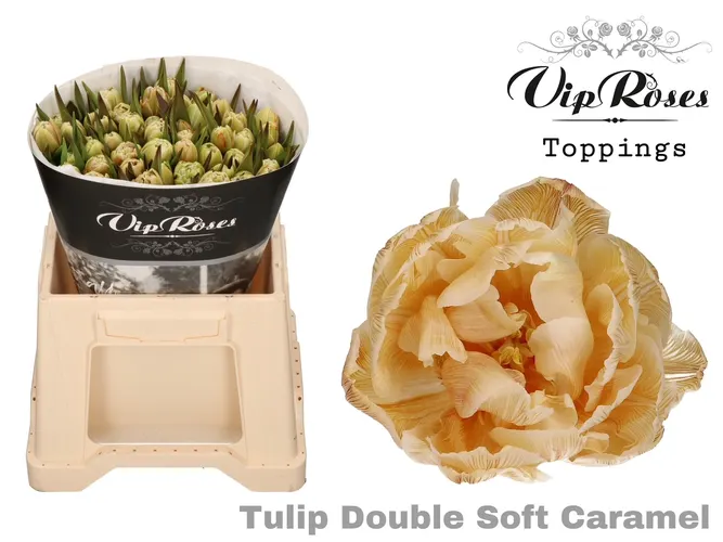 Tu Du Double Soft Caramel 38 cm