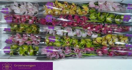 Orchidea Cymbidium mini mix X20 40 cm