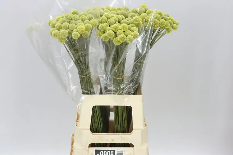 Craspedia 72 cm