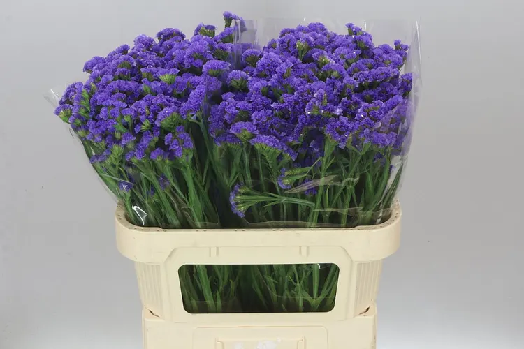 Lim. S Cry Dark Blue 75 cm