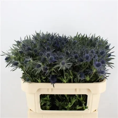 Eryngium Blue Lagoon 70 cm