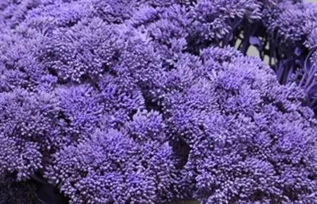 Sedum Pianted Lilac 55 cm