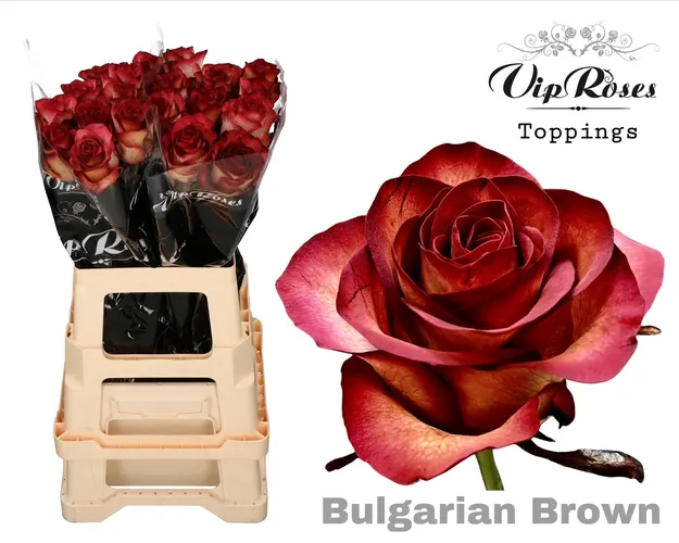 R Gr Bulgarian Brown 65 cm