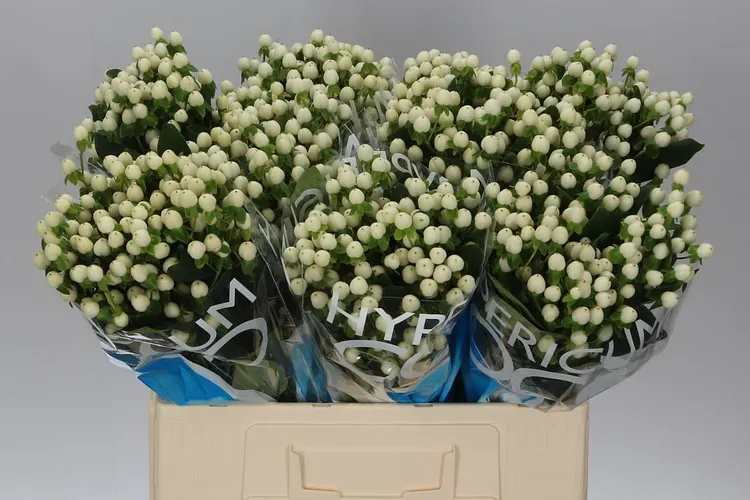 Hyp Coco Uno 60 cm