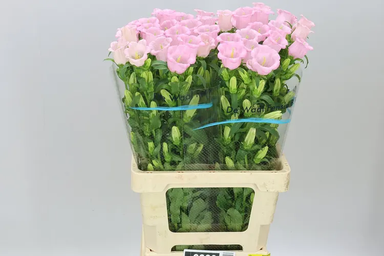 Campanula M Champ Pear Pink 70 cm