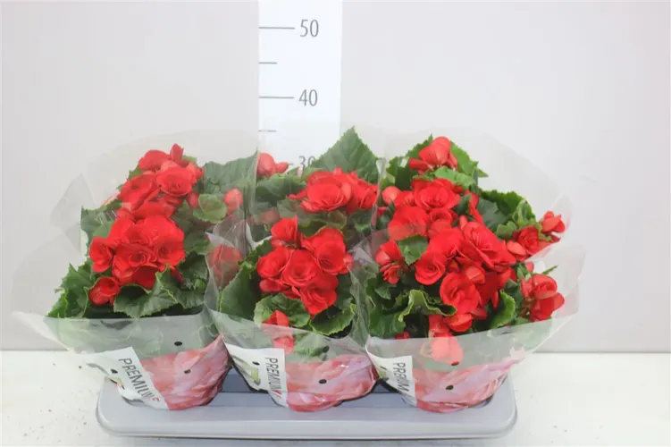 Begónia plnokvetá Halo črepník 14 cm