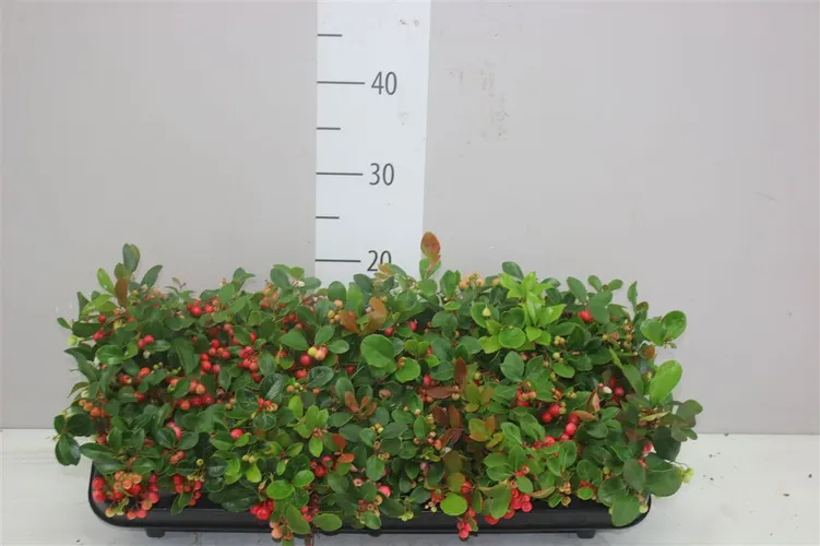 Gaultheria Pro Big Berry črepník 10 cm