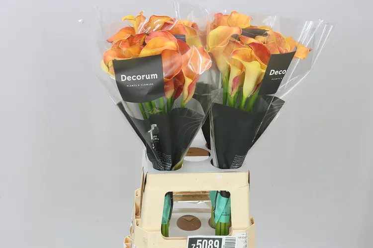 Kala Capt Odeon 70 cm