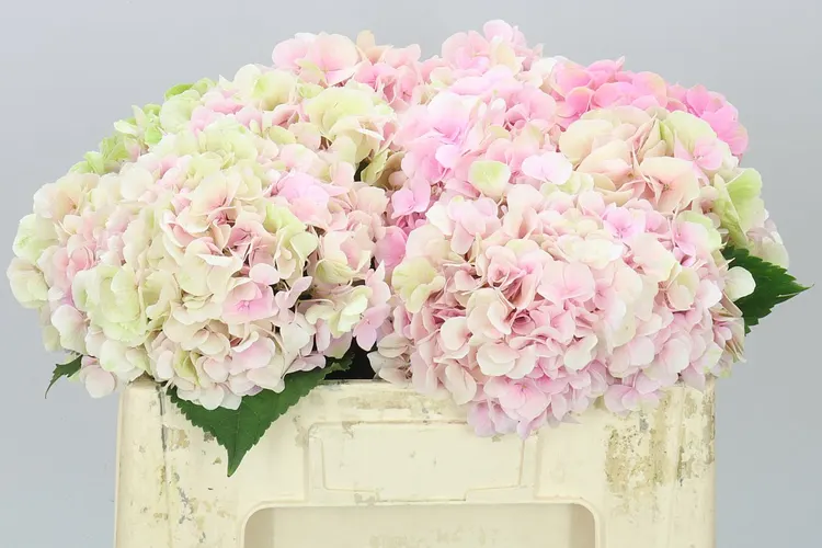 Hyd Verena Pink Classic 50 cm