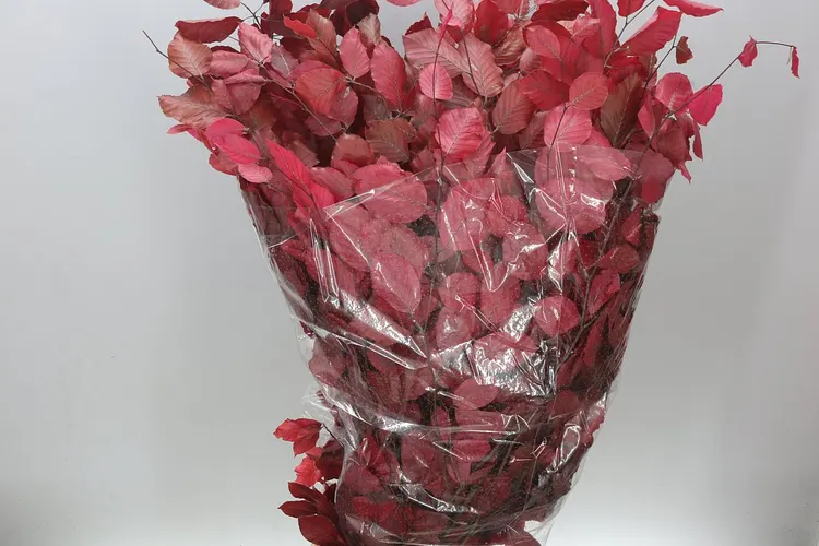 Buk Red 90 cm