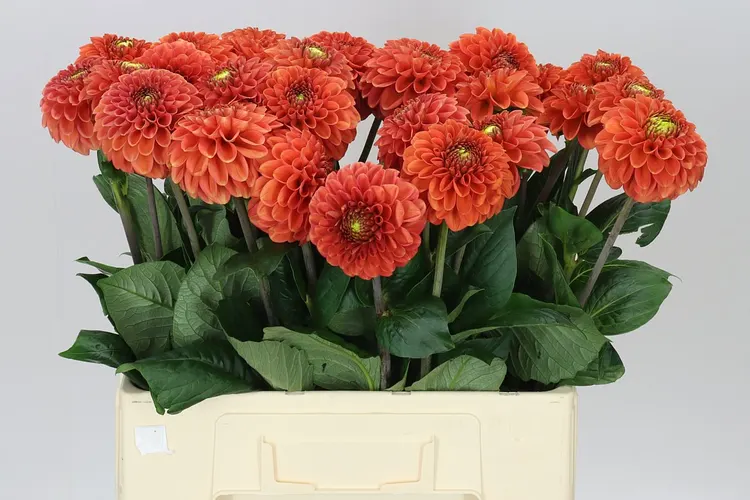 Dahlia Bright Orange 60 cm