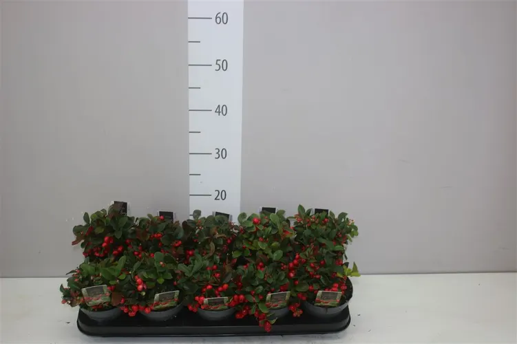 Gaultheria Pro Big Berry črepník 12 cm