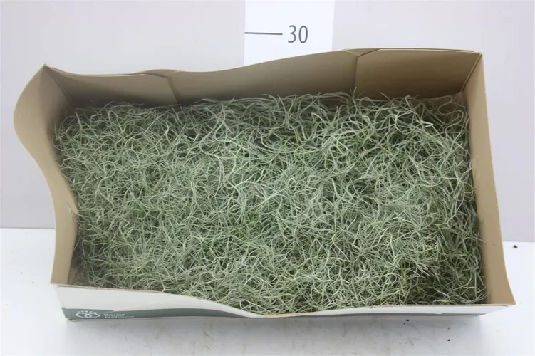Tillandsia Usneoides 50cm