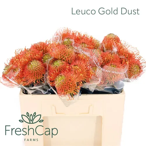 Leucospermum Gold Dust 50 cm
